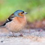 Vogelvriendelijke tuin – welke vogels zie ik daar?